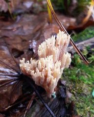 Phaeoclavulina eumorpha