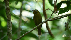 Schiffornis veraepacis