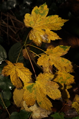 Acer pseudoplatanus