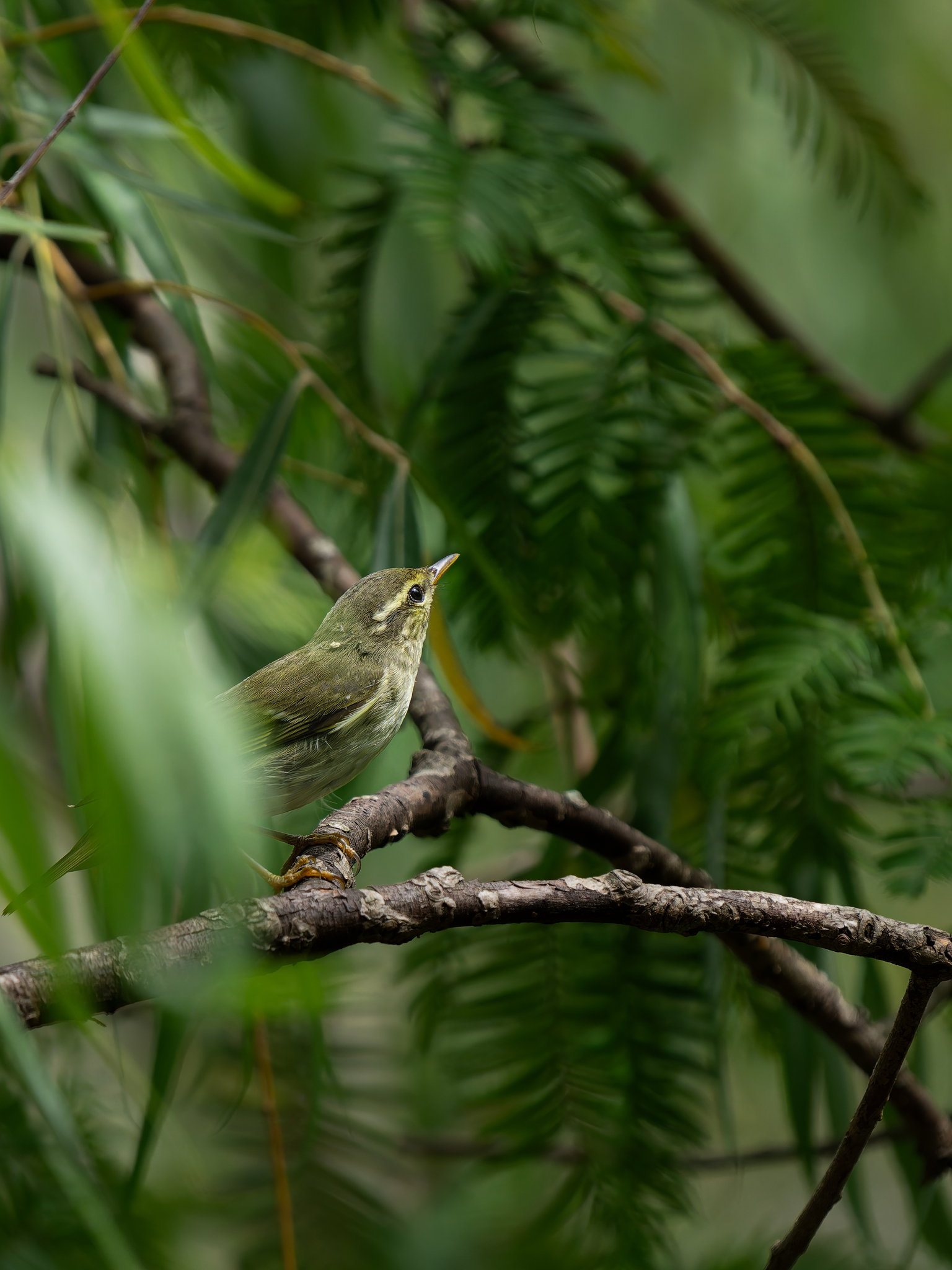Arctic Warbler
