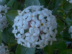 Pimelea longifolia