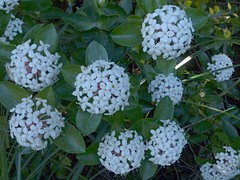 Pimelea longifolia