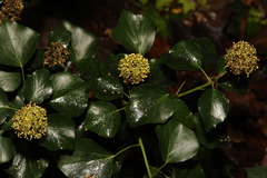 Hedera helix