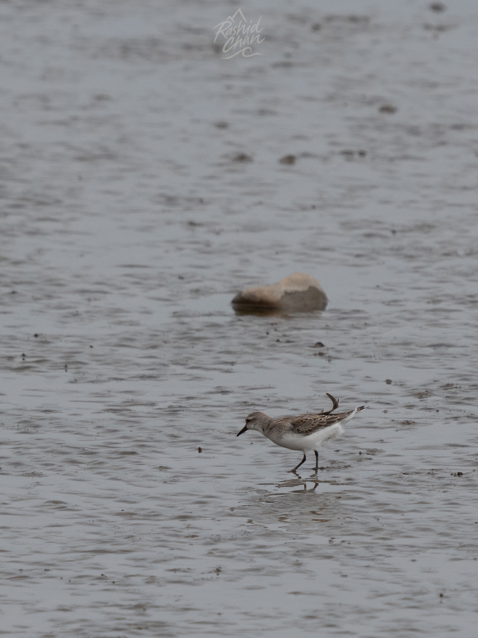 Red-necked Stint