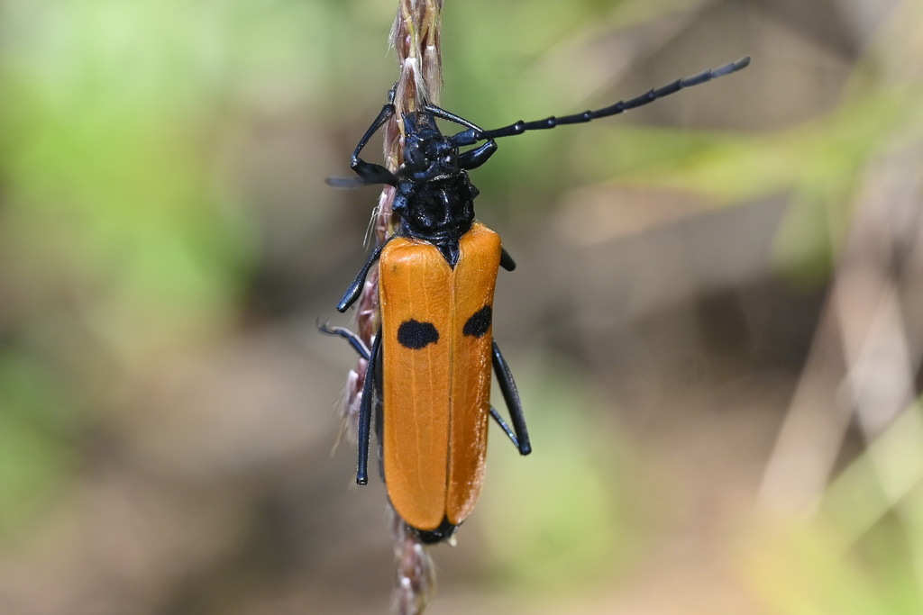 Cataphrodisium rubripenne