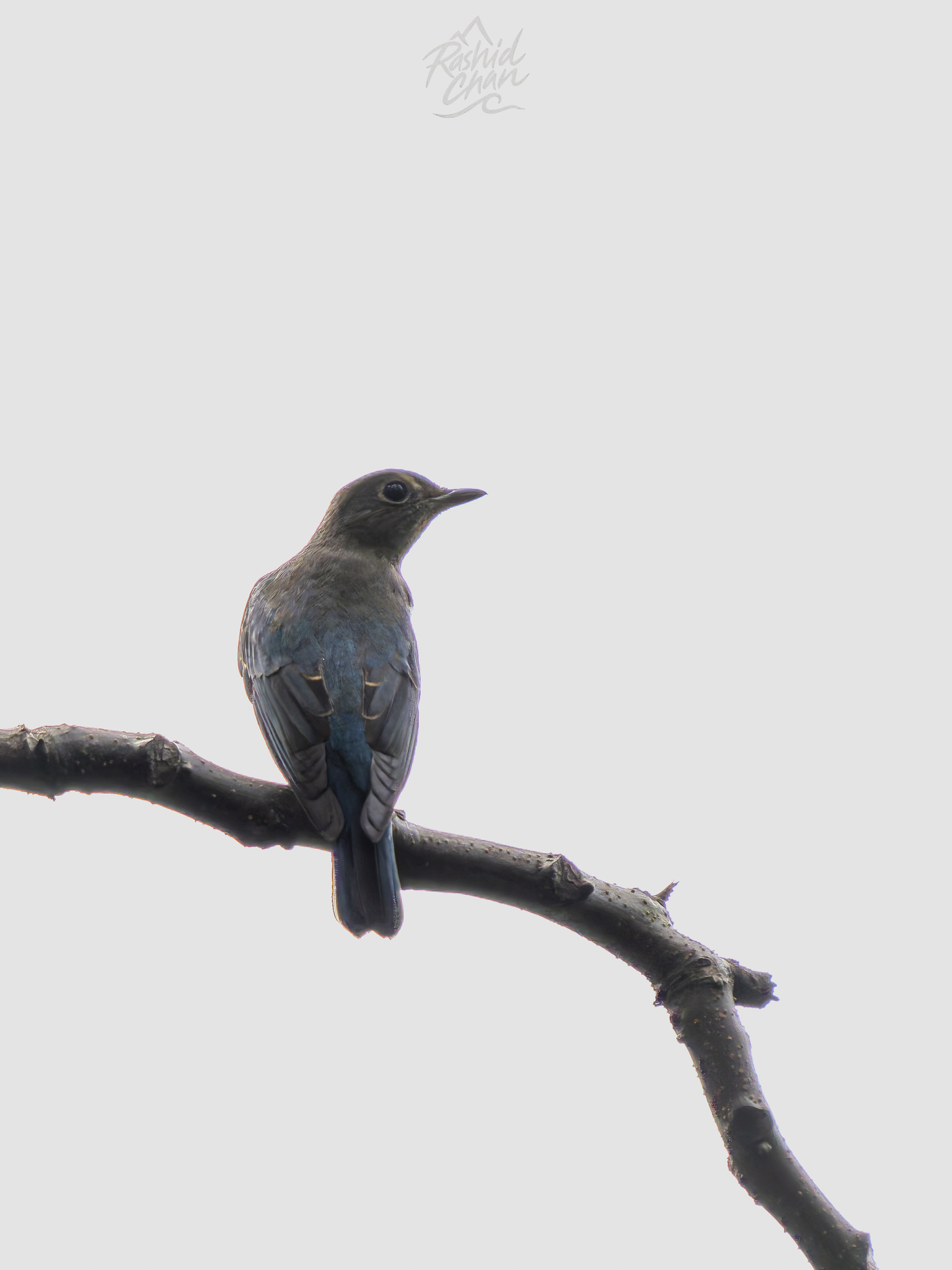 Blue-and-white Flycatcher