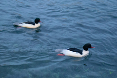 Mergus merganser