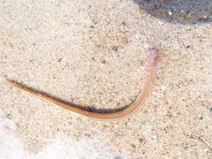 Petromyzontidae