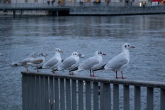 Chroicocephalus ridibundus