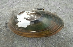 Utterbackiana implicata