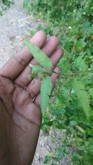 Aeschynomene americana