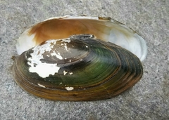 Utterbackiana implicata