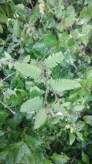 Aeschynomene americana