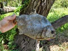 Serrasalmus maculatus