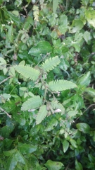 Aeschynomene americana