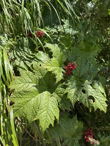 Japanese Devil's Club (Oplopanax japonicus)