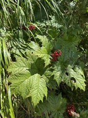 Oplopanax japonicus, photograph (c) Adam Kamal, some rights reserved (CC BY)