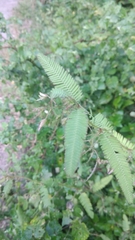 Aeschynomene americana