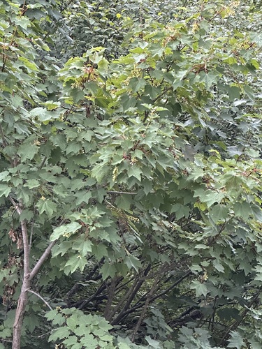 Ukurundu Maple (Acer ukurunduense)