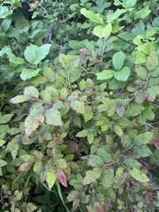 Vaccinium oldhamii, photograph (c) Adam Kamal, some rights reserved (CC BY)