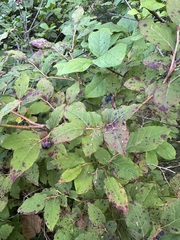 Vaccinium oldhamii