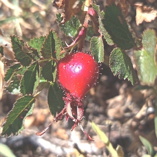 Rosa pulverulenta, photograph 6