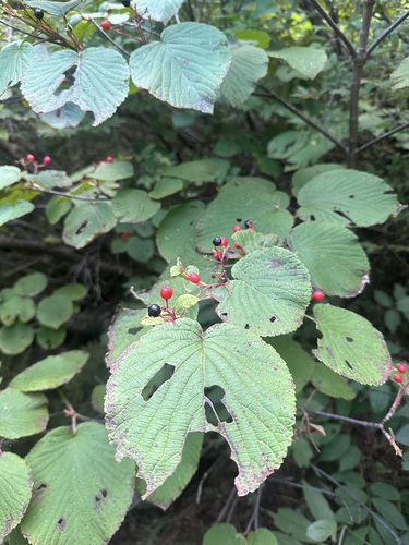 Forked Viburnum (Viburnum furcatum)