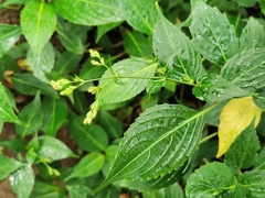 Strobilanthes hamiltoniana