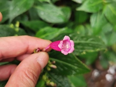 Strobilanthes hamiltoniana