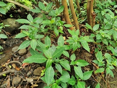 Strobilanthes hamiltoniana