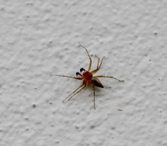 Oxyopes vogelsangeri