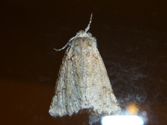 Declana niveata