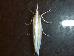 Orocrambus angustipennis