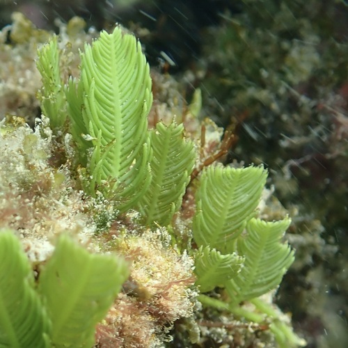 Caulerpa sertularioides observed 2025-09-22
