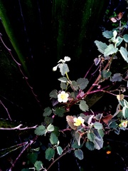 Sida tragiifolia