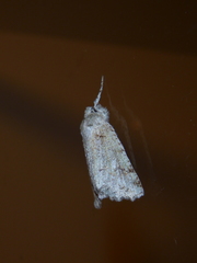 Declana niveata