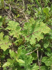 Solanum campechiense