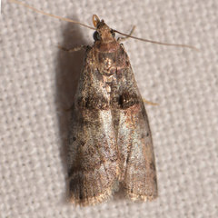 Acrobasis caryae