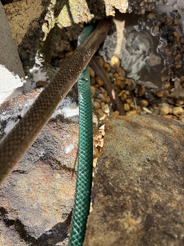 Eastern Brown Snake sighting