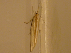 Orocrambus angustipennis