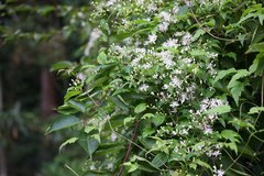 Clematis apiifolia apiifolia