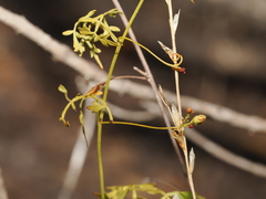 Serjania dissecta, photograph (c) Joseph Aubert, some rights reserved (CC BY)