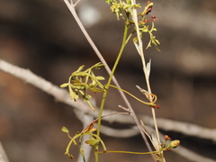 Serjania dissecta, photograph (c) Joseph Aubert, some rights reserved (CC BY)