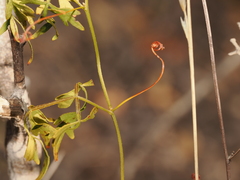 Serjania dissecta, photograph (c) Joseph Aubert, some rights reserved (CC BY)