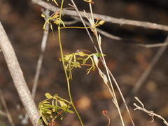 Serjania dissecta, photograph (c) Joseph Aubert, some rights reserved (CC BY)