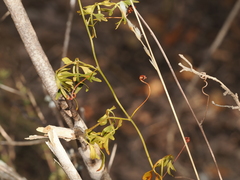 Serjania dissecta, photograph (c) Joseph Aubert, some rights reserved (CC BY)