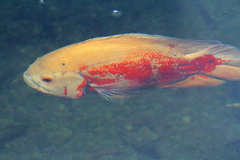 Astronotus ocellatus