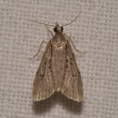 Eudonia strigalis