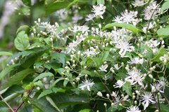 Clematis apiifolia apiifolia