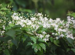 Clematis apiifolia apiifolia